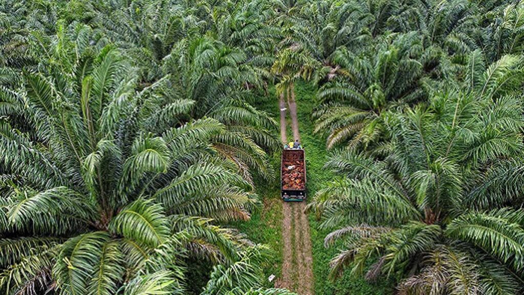 Tumbuhan Satu Ini, Sawit Bisa Menguntungkan Dan Merugikan