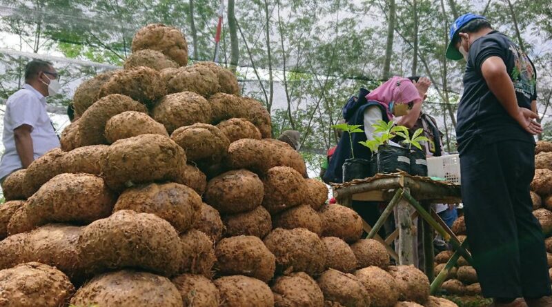 Tanaman Masa Depan, Porang Sekarang Menjadi Populer