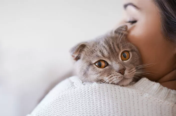 Kucing Bisa Mengalami Alergi Terhadap Manusia