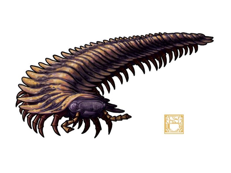 Arthropleura Salah Satu Bentuk Genus Dari Anthropoda Purba