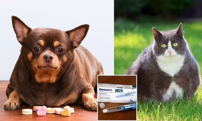 Ozempic Untuk Anjing Masuk Pasar Dalam Tiga Tahun