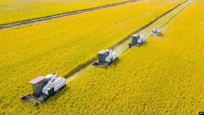 Harga Pangan Global Turun Lagi karena Pasokan Kuat, Produksi Sereal Rekor: Food and Agriculture Organization (FAO)