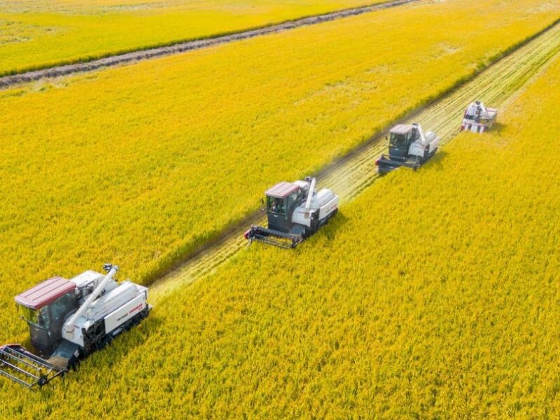 Harga Pangan Global Turun Lagi karena Pasokan Kuat, Produksi Sereal Rekor: Food and Agriculture Organization (FAO)