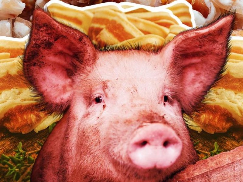 Wabah Demam Babi Afrika Guncang Pasokan Daging