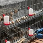 Ternak Burung Puyuh Si bisnis Modal Minim