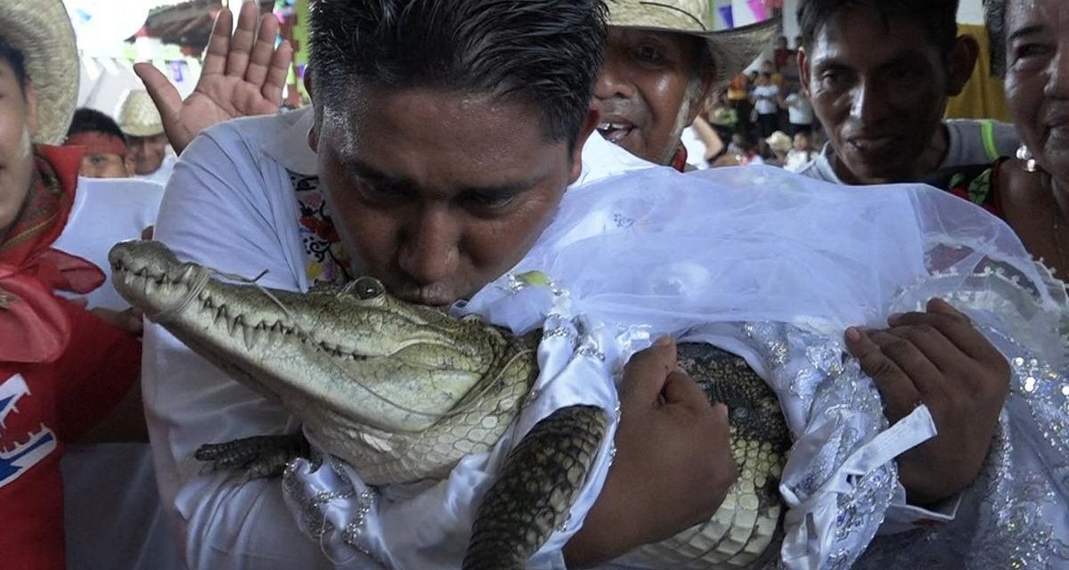 Unik! Walikota Meksiko Nikahi Buaya Betina Demi Kemakmuran