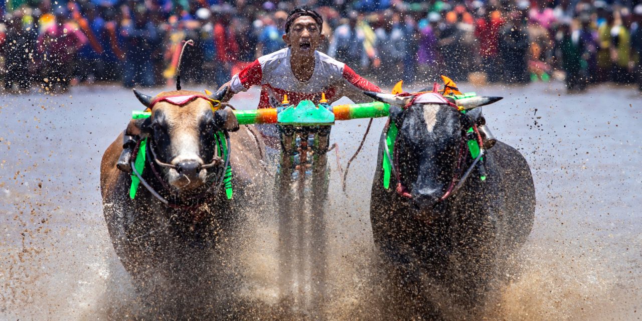 Festival Olahraga Tradisional, Karapan Sapi Ramai Disambut