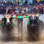 Festival Olahraga Tradisional, Karapan Sapi Ramai Disambut