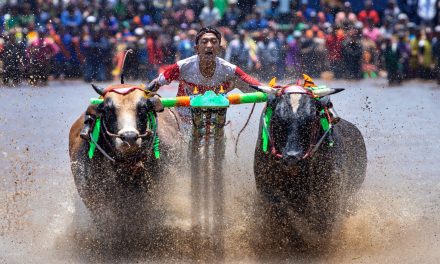 Festival Olahraga Tradisional, Karapan Sapi Ramai Disambut
