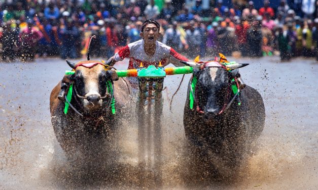 Festival Olahraga Tradisional, Karapan Sapi Ramai Disambut