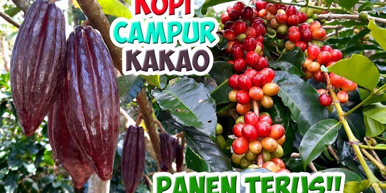 Kopi Dan Kakao Melonjak Bebani Impor Negara Berkembang