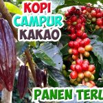 Kopi Dan Kakao Melonjak Bebani Impor Negara Berkembang