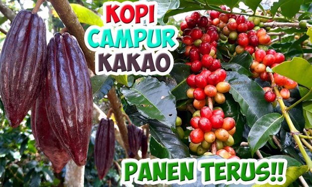 Kopi Dan Kakao Melonjak Bebani Impor Negara Berkembang