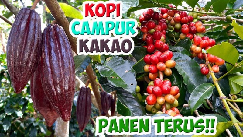 Kopi Dan Kakao