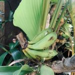 Pisang Batu, Ternyata Efektif Meredakan Asam Lambung