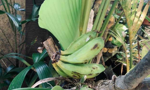 Pisang Batu, Ternyata Efektif Meredakan Asam Lambung