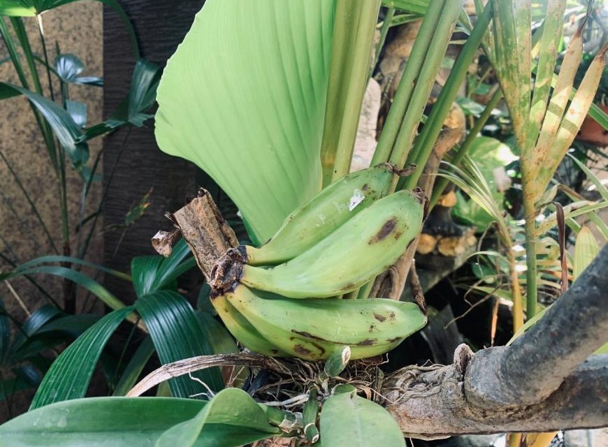 Pisang Batu, Ternyata Efektif Meredakan Asam Lambung