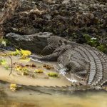 Keunikan Buaya Yang Jarang Di Ketahui Banyak Orang