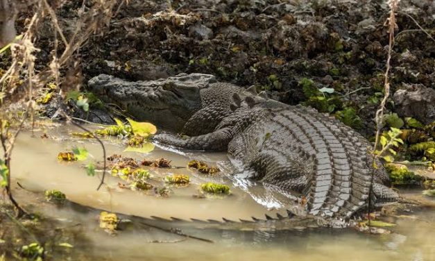 Keunikan Buaya Yang Jarang Di Ketahui Banyak Orang