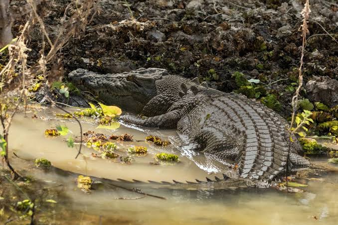 Keunikan Buaya Yang Jarang Di Ketahui Banyak Orang