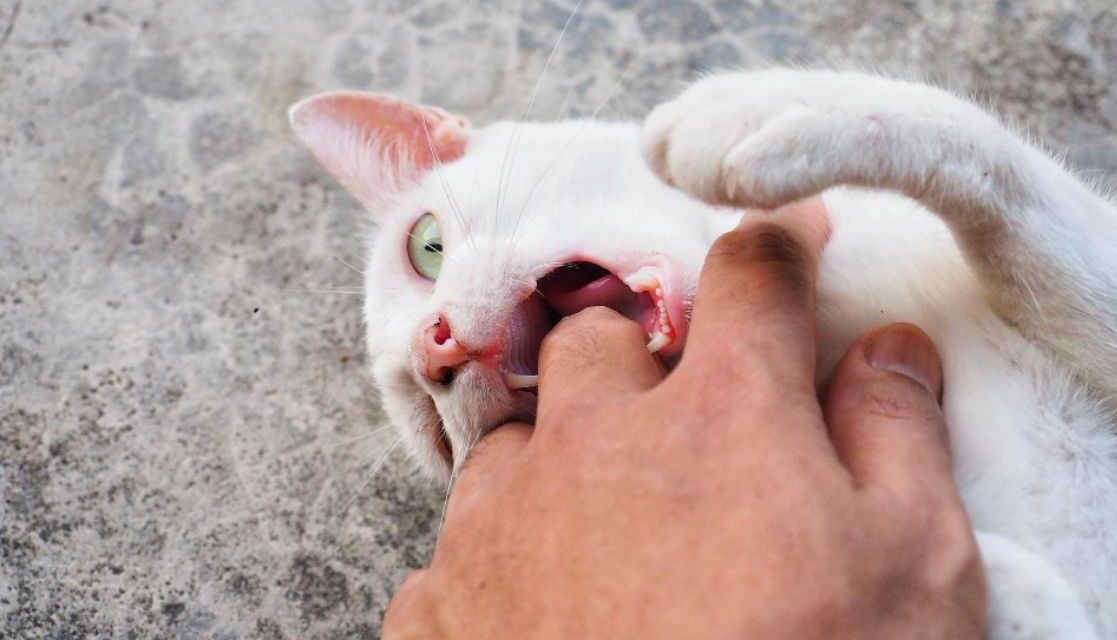 Tanda Kucing Yang Sudah Terinfeksi Rabies, Ini Penjelasannya!
