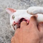 Tanda Kucing Yang Sudah Terinfeksi Rabies, Ini Penjelasannya!