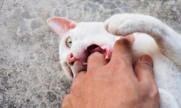 Tanda Kucing Yang Sudah Terinfeksi Rabies, Ini Penjelasannya!