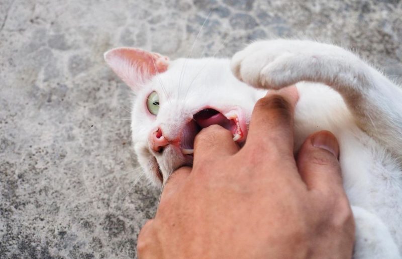 Tanda Kucing