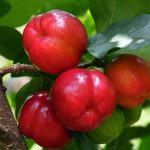 Buah Simalakama, Tumbuhan Herbal Yang Bermanfaat Untuk Kulit