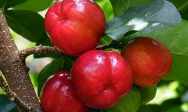 Buah Simalakama, Tumbuhan Herbal Yang Bermanfaat Untuk Kulit