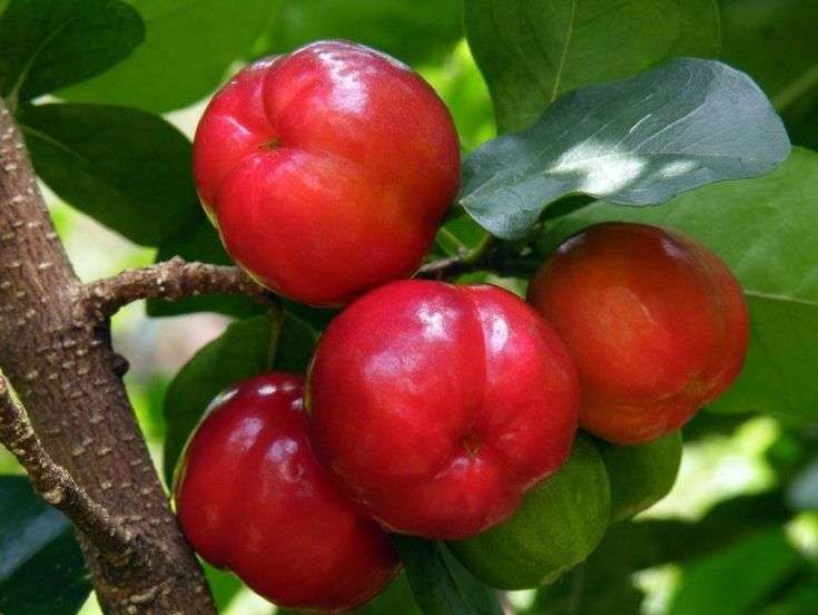 Buah Simalakama, Tumbuhan Herbal Yang Bermanfaat Untuk Kulit